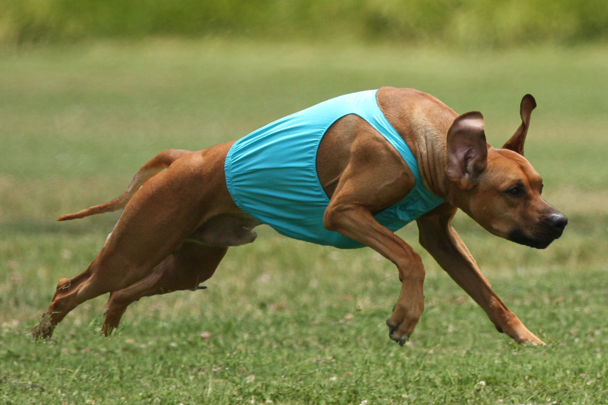 coursing ridgeback
