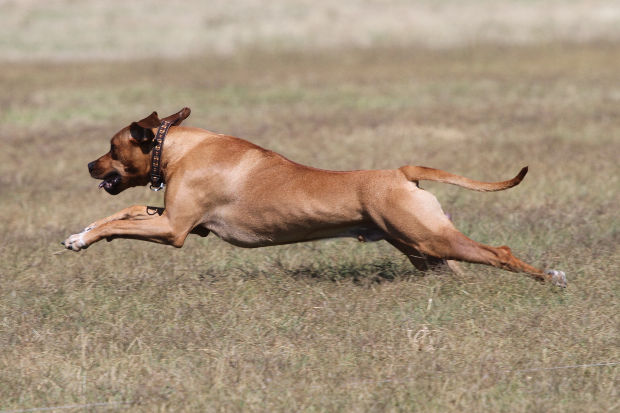 coursing ridgeback